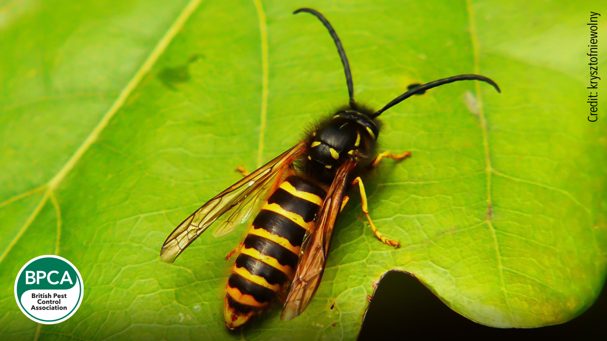 Saxon wasp Dolichovespula saxonica identification in the UK